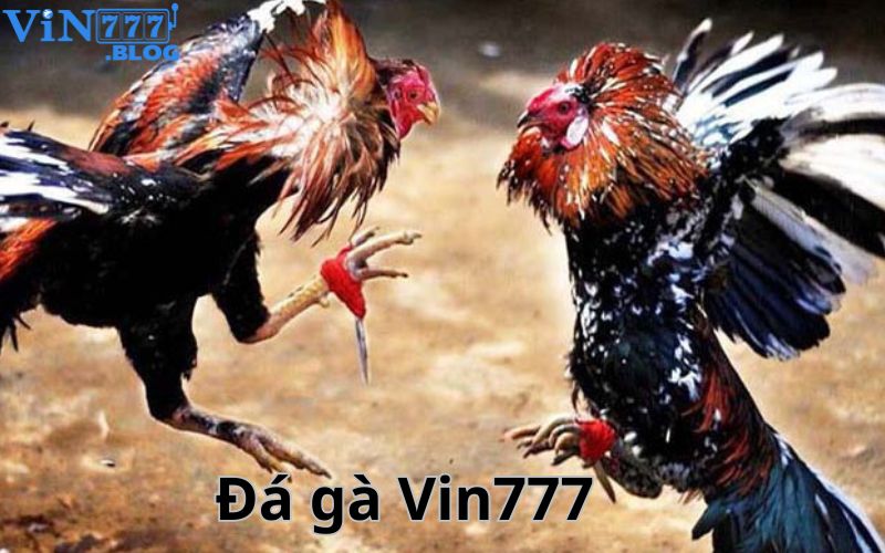 Đá gà là một trong những trò chơi hấp dẫn nhất tại nhà cái Vin777